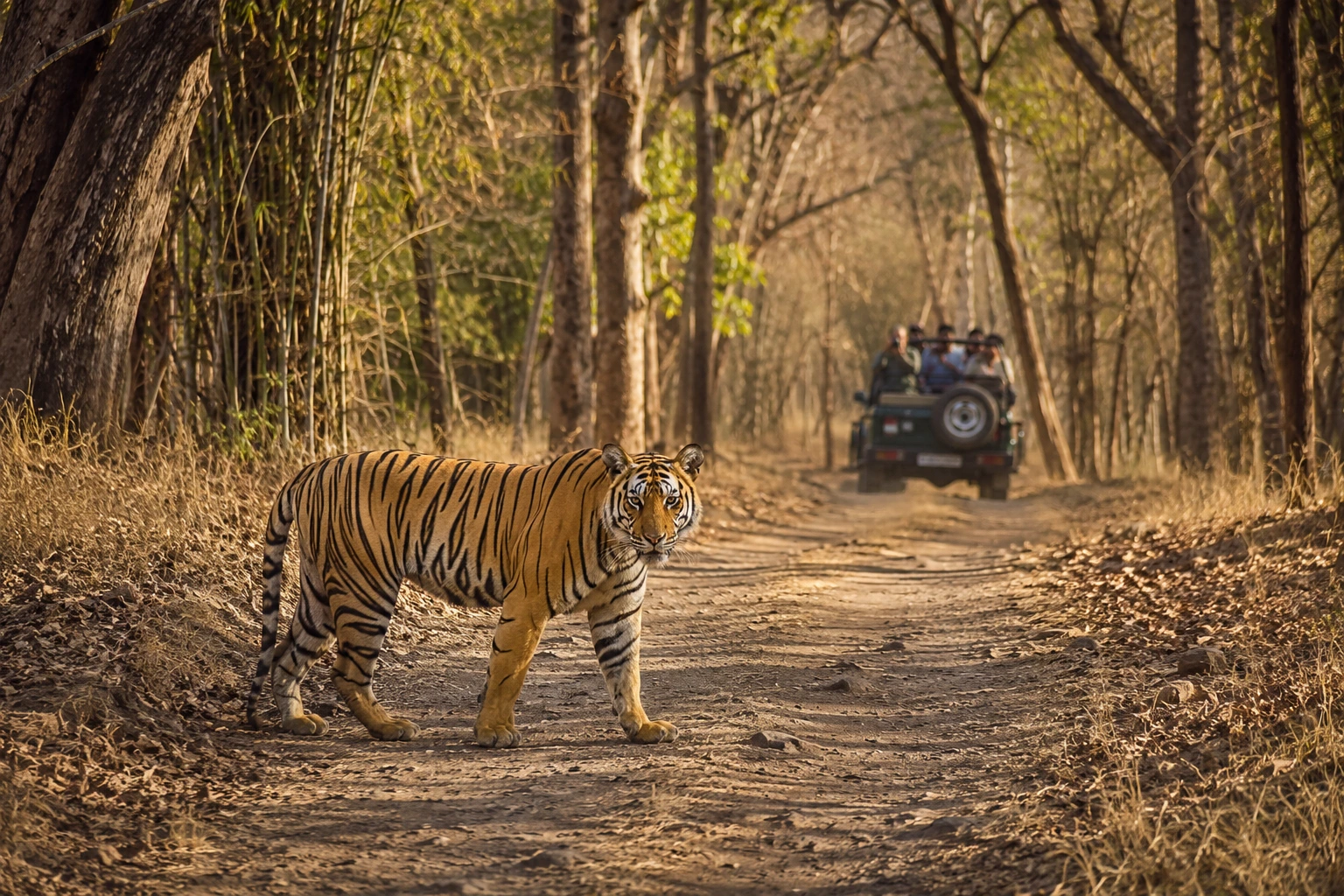 Tour – Tadoba Safari_1