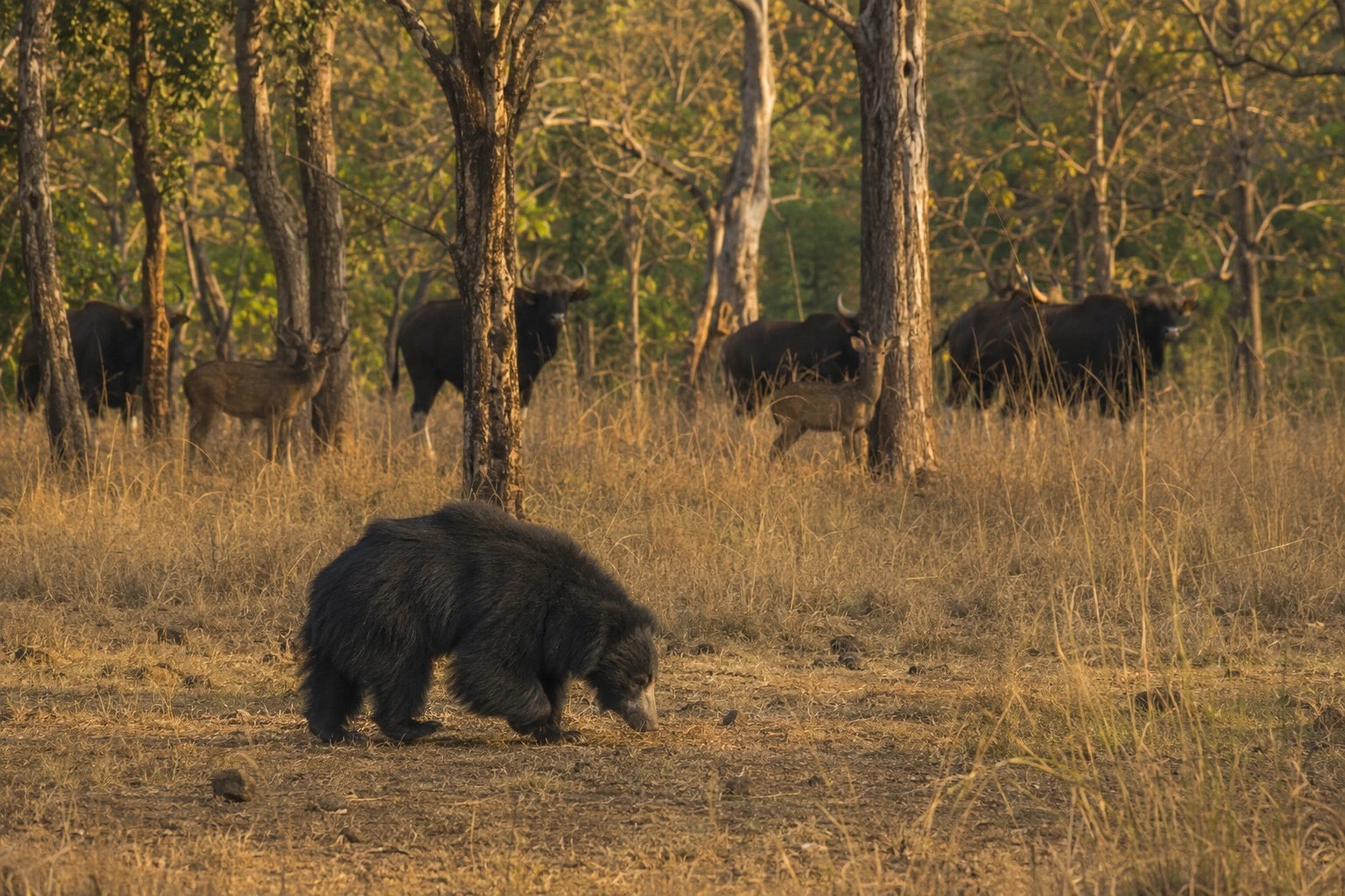 Tour – Tadoba Safari_3